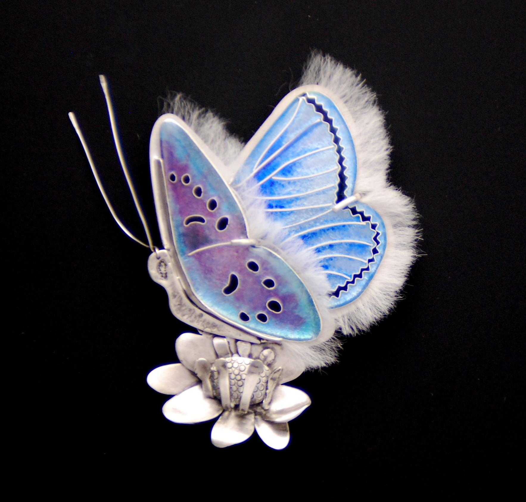 Mission Blue Butterfly - front view